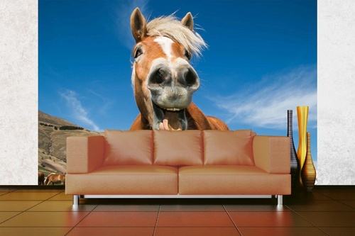 Vlies Fototapete - Lustiges Pferd 375 x 250 cm